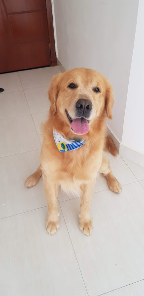 SPet Serviços para o seu pet na Cobasi Brasilia Taquari