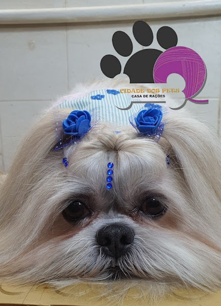 Foto 2 Cidade Dos Pets Casa De Rações / Banho e Tosa