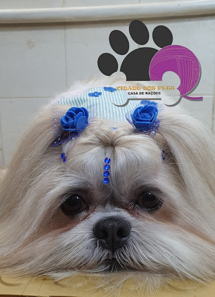 Foto 5 Cidade Dos Pets Casa De Rações / Banho e Tosa