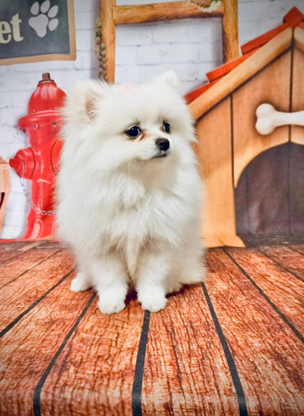 Clínica veterinária e Pet Shop Dalmatas