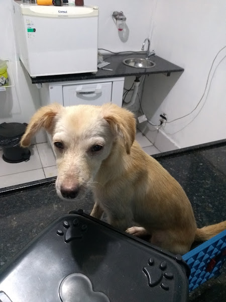 Foto 5 Clínica veterinária