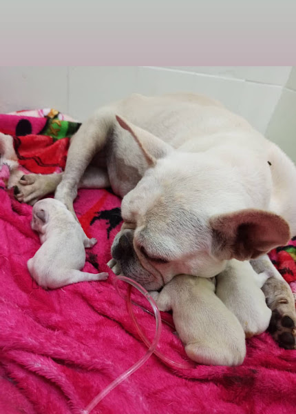 Foto 6 Clínica veterinária