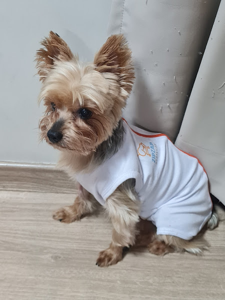 VetSalute Clínica Veterinária VetSalute Clínica Veterinária