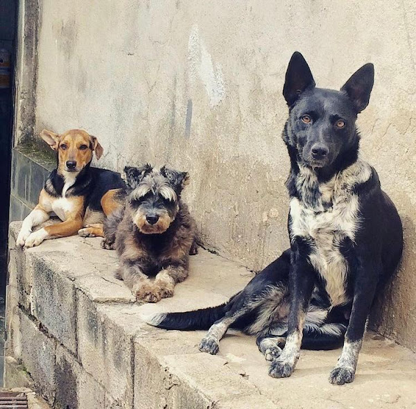 Foto 3 Clínica Veterinária Referência Animal