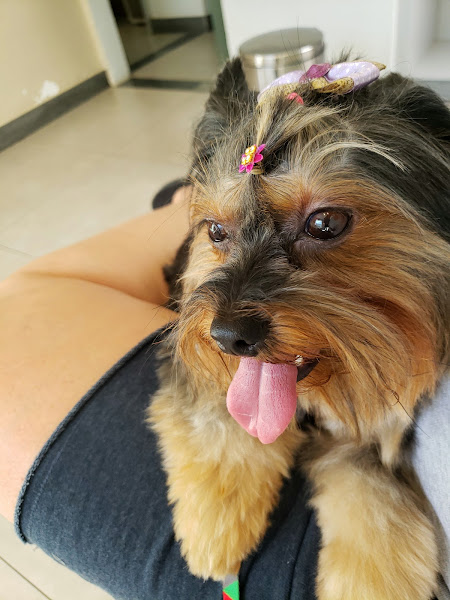 Clínica Veterinária VetFort