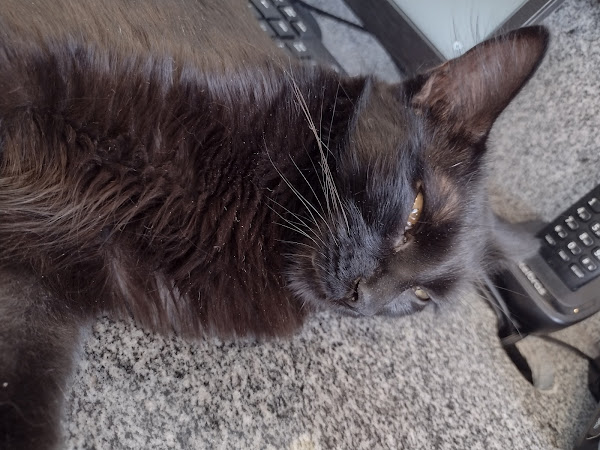 Foto 1 Clínica Veterinária VetFort