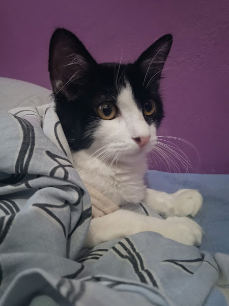 Vetz Clínica Veterinária