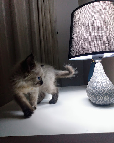 Foto 1 Vetz Clínica Veterinária