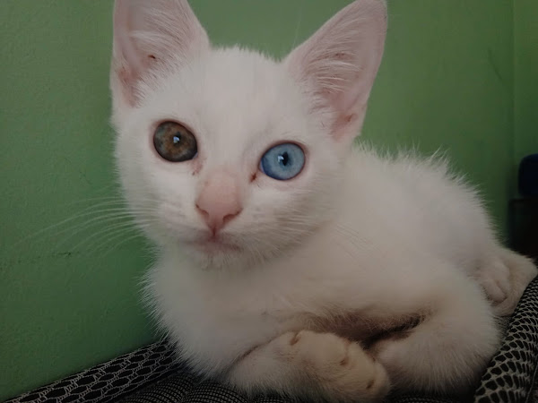 Foto 2 Vetz Clínica Veterinária