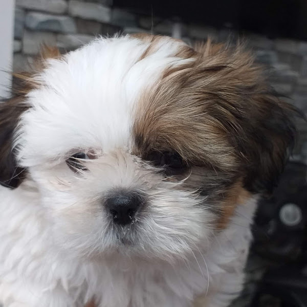 Foto 3 Vetz Clínica Veterinária