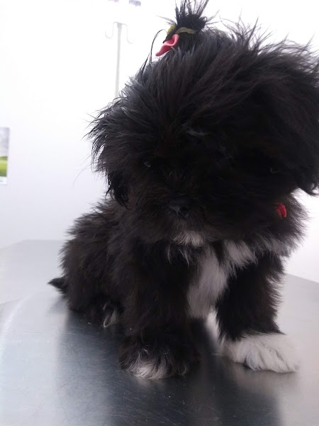 Foto 4 Vetz Clínica Veterinária