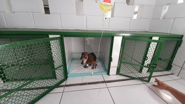 Foto 2 Hipervet Veterinária