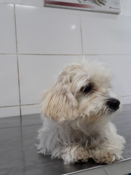 Foto 1 AnimaVet Clínica Veterinária