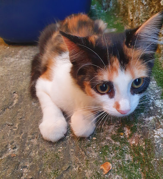 Foto 2 CLÍNICA VETERINÁRIA BICHOS GERAIS UNIDADE PITANGUI