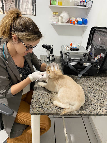 Foto 3 CLÍNICA VETERINÁRIA BICHOS GERAIS UNIDADE PITANGUI