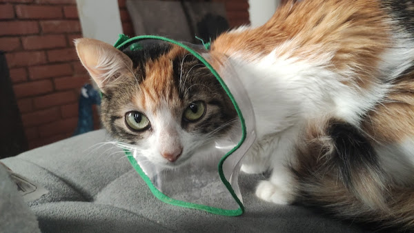 Foto 4 CLÍNICA VETERINÁRIA BICHOS GERAIS UNIDADE PITANGUI