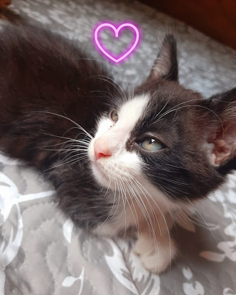 Foto 5 CLÍNICA VETERINÁRIA BICHOS GERAIS UNIDADE PITANGUI