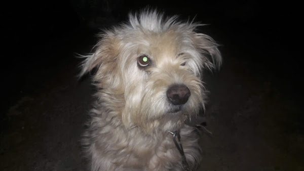 Foto 1 Clínica Veterinária Vida de Bicho