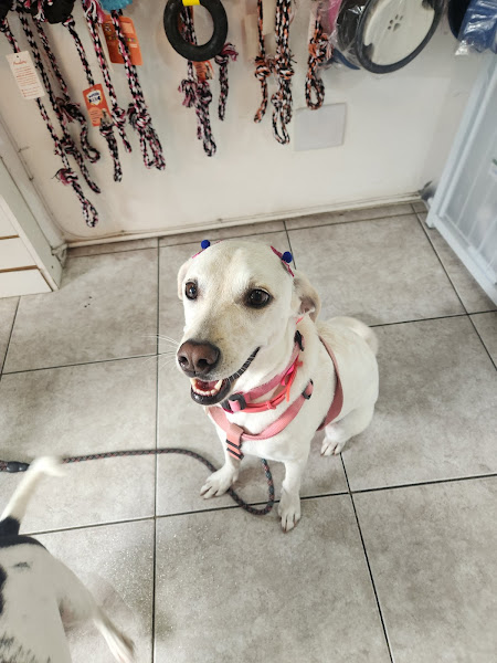 Foto 1 Clínica Veterinária New Dog