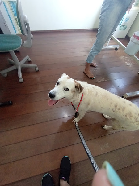 Foto 2 Dra Zuleica Pérson- Serviços Veterinários-Banho e Tosa