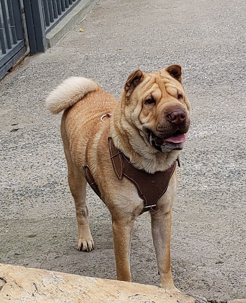 Foto 2 Consultório Veterinário Recanto Animal