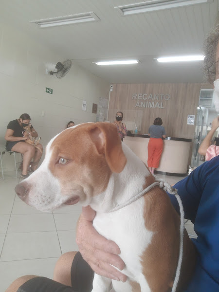 Foto 3 Consultório Veterinário Recanto Animal