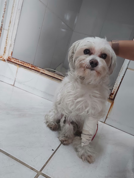 Foto 1 Clínica Veterinária Ebenezer Foto 1 Clínica Veterinária Ebenezer