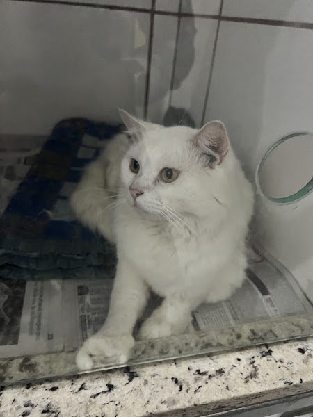 Clinica Veterinaria Animaux Clinica Veterinaria Animaux