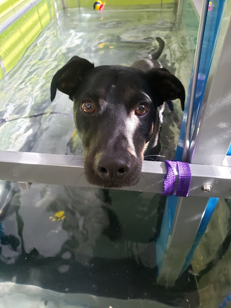 Vetforma fisioterapia e reabilitação animal Vetforma fisioterapia e reabilitação animal