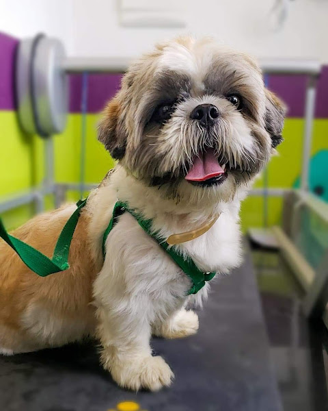 Foto 1 Vetforma fisioterapia e reabilitação animal