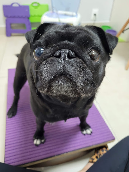 Foto 2 Vetforma fisioterapia e reabilitação animal