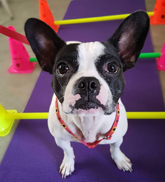 Foto 3 Vetforma fisioterapia e reabilitação animal