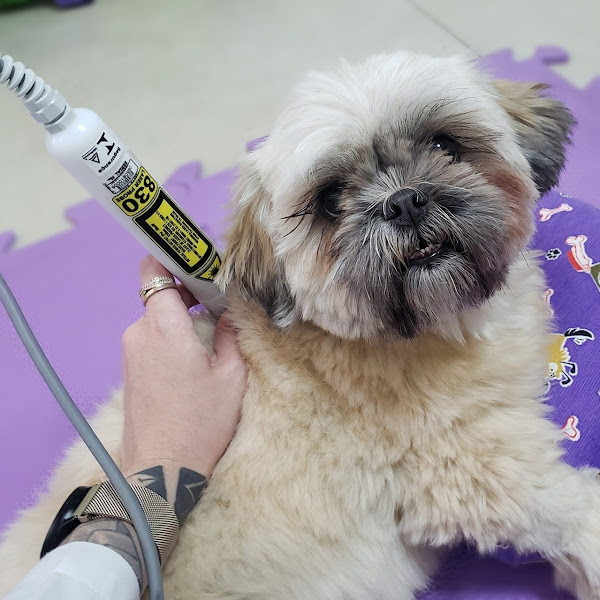 Foto 4 Vetforma fisioterapia e reabilitação animal