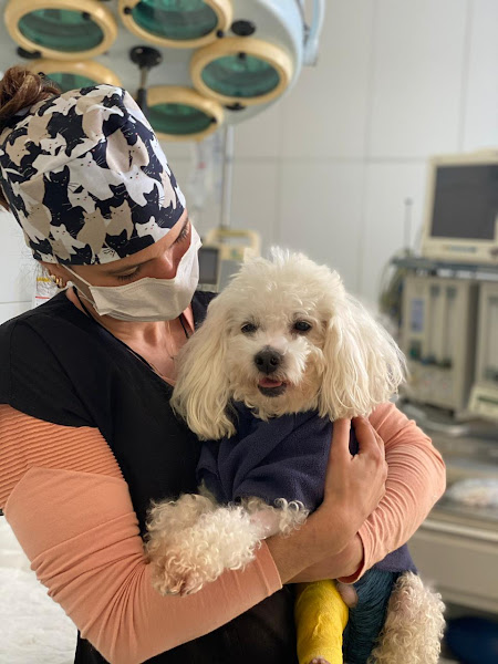 Artemis Centro de Encaminhamento Veterinário