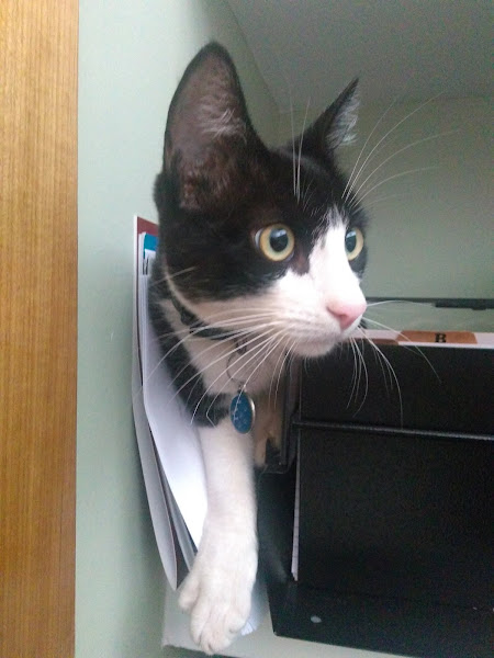 VetMed - Atendimento Médico Veterinário