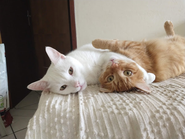 Foto 1 VetMed - Atendimento Médico Veterinário