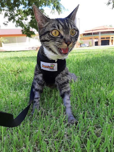 Foto 1 Gato Leão Dourado