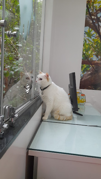 Foto 2 Gato Leão Dourado