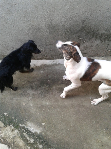 Veterinário a Domicílio