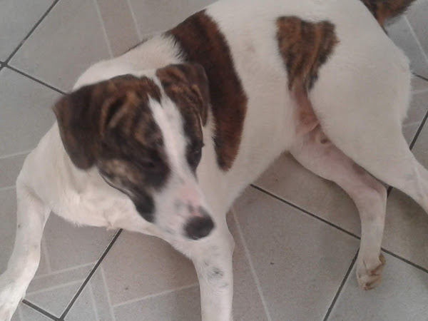 Foto 1 Veterinário a Domicílio