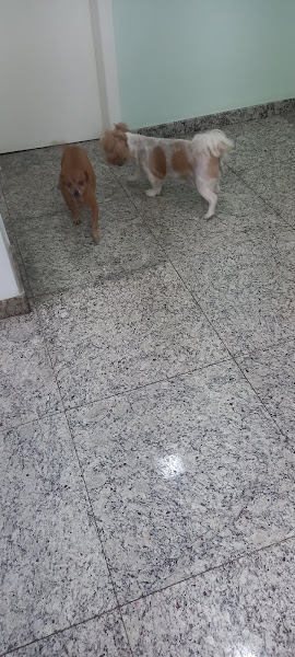 Foto 5 Zoodonto Odontologia Veterinária