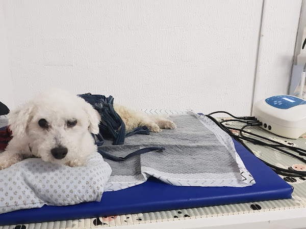 Reabbichos Fisioterapia & Reabilitação Animal