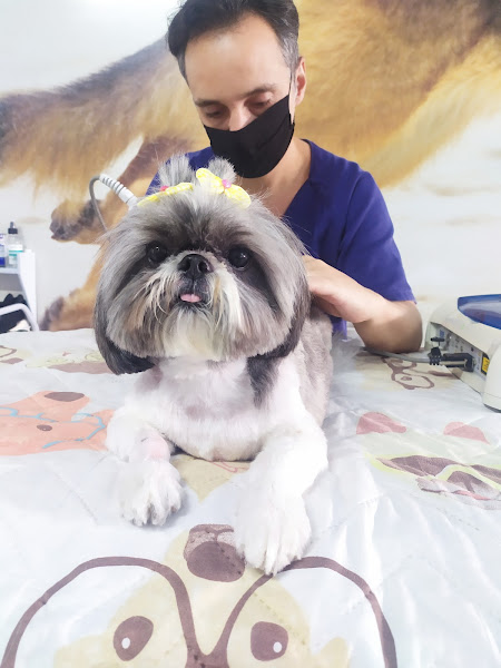 Foto 1 Reabbichos Fisioterapia & Reabilitação Animal