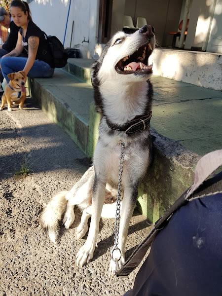 Centro de Esterilização de Cães e Gatos Noroeste