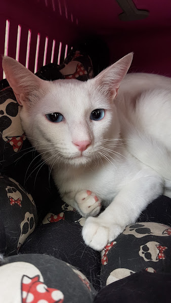 Foto 1 Centro de Esterilização de Cães e Gatos Noroeste