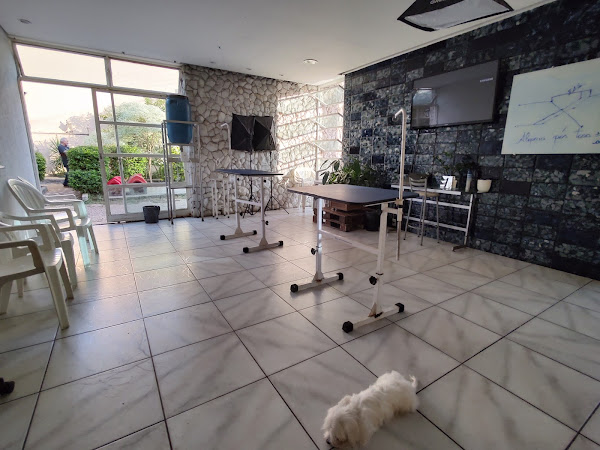 Central Pet - Medicina Veterinaria, especializado em Gatos e Aves