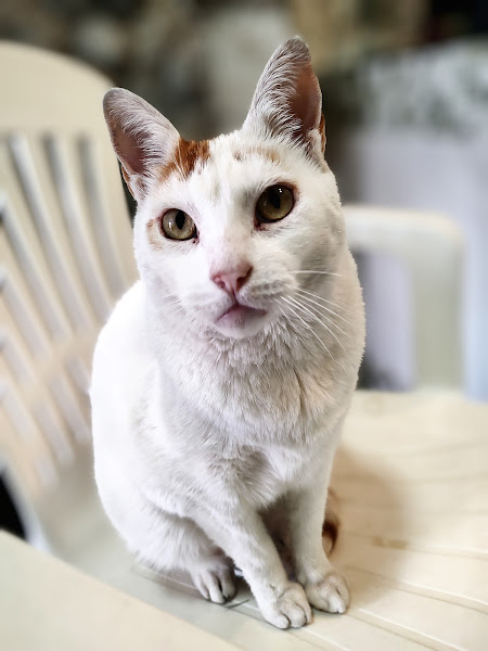 Foto 1 Central Pet - Medicina Veterinaria, especializado em Gatos e Aves