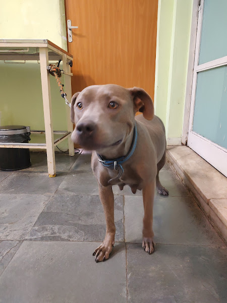 Foto 4 Central Pet - Medicina Veterinaria, especializado em Gatos e Aves