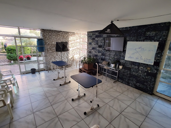 Foto 5 Central Pet - Medicina Veterinaria, especializado em Gatos e Aves