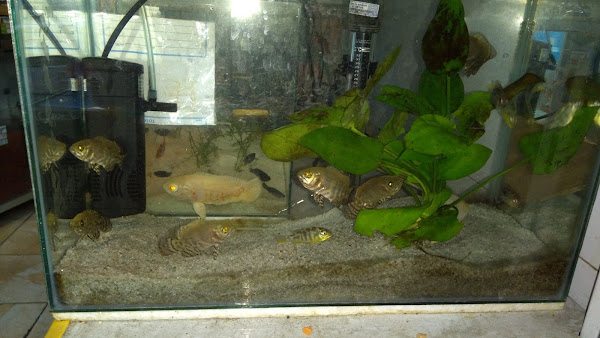 Foto 2 Rações Agro Mig